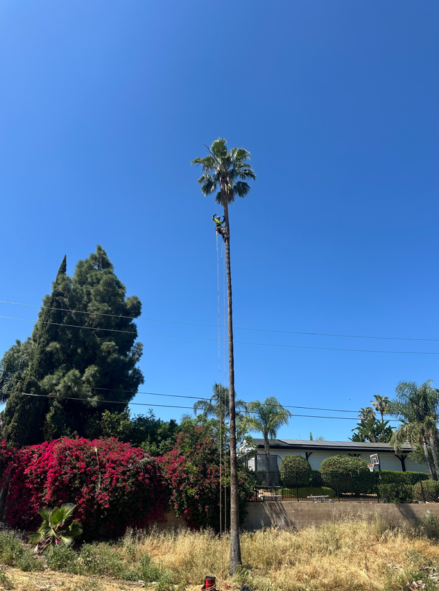Journeyman arborist climbing a Mexican fan palm in Murrieta