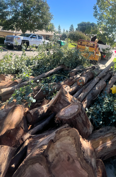 Stacked tree rounds and logs after a removal job in Murrieta